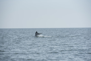 Fototapeta premium Bryde's whale, Whale in gulf of Thailand..