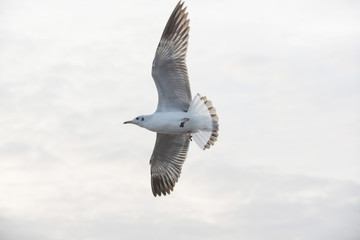 Seagull at Bangpoo,