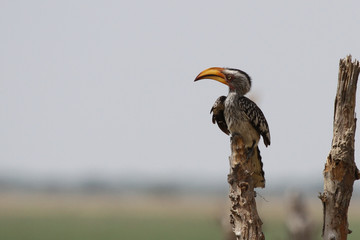 Yellow billed hornbill Bird and wildlife.