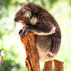 Koala yawning on top of branch