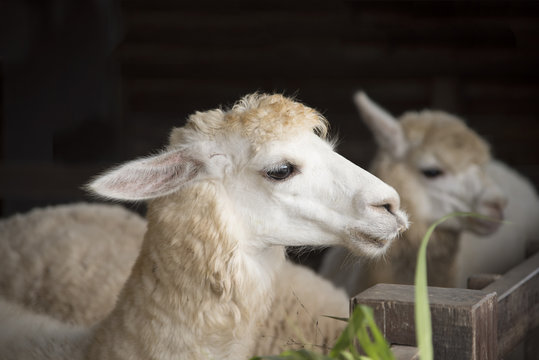 Portrait of cute sheep in herd looking