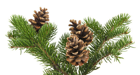branch of Christmas tree with cones isolated on white background close-up