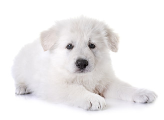 puppy White Swiss Shepherd Dog