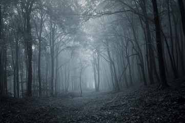 Obraz premium ciemny straszny las nocą