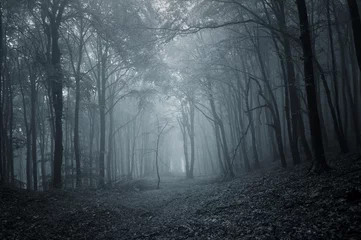 Gordijnen dark scary forest at night © andreiuc88