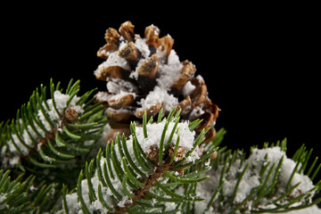 cones and branch of Christmas tree in snow on a black background close-up