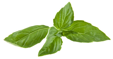basil isolated on white background closeup