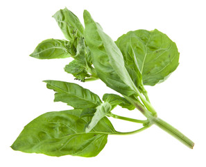 basil isolated on white background closeup