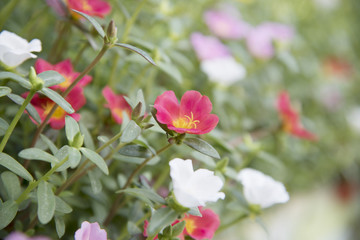 Obraz premium Colorful Common Purslane flowers