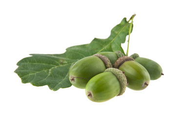 acorns isolated on white background