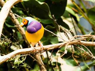 Colorful bird in indonesia