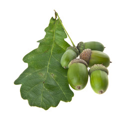 acorns isolated on white background