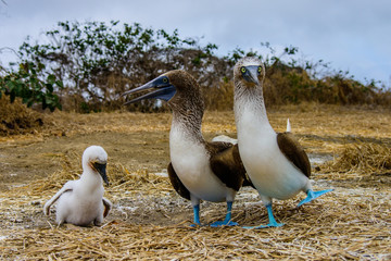 Blue Footed Booby (Sula nebouxii)