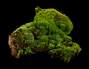 moss on a black background closeup