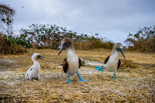 Blue Footed Booby (Sula nebouxii)