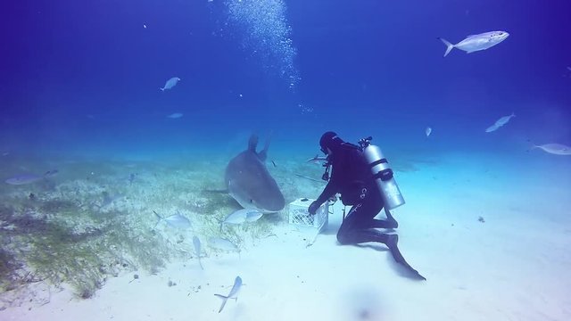 Shark diving in Bahamas. Pure blue water of Atlantic Ocean.