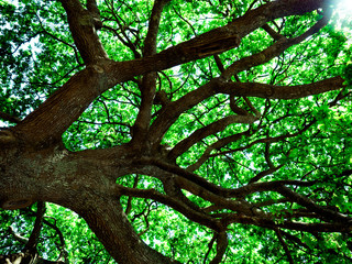 under green tree