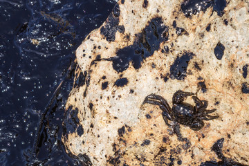 Oil spill. Environmental disaster.  Death of animals. Dying sea crab.