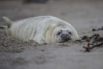 Obraz premium Comical playful common seal (Phoca vitulina) pup lying on side on beach of Helgoland looking at camera with ocean in background