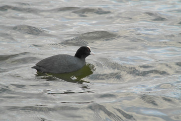 Coot