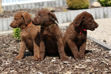 Adorable puppies of chesapeake bay retriever