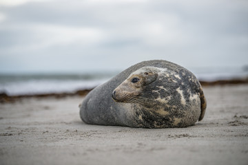 Common seal (Phoca vitulina) sideview of one animal looking curious in camera while lying on beach with ocean in background