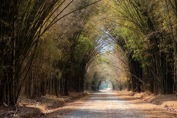 Tunnel bamboo trees road in summer : Khao kho, Phetchabun, Thailand