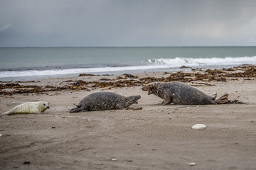 Common seal (Phoca vitulina) sideview of one animal looking curious in camera while lying on beach with ocean in background