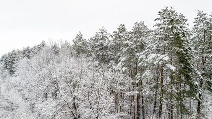 Aerial view of the snow-covered pine branches