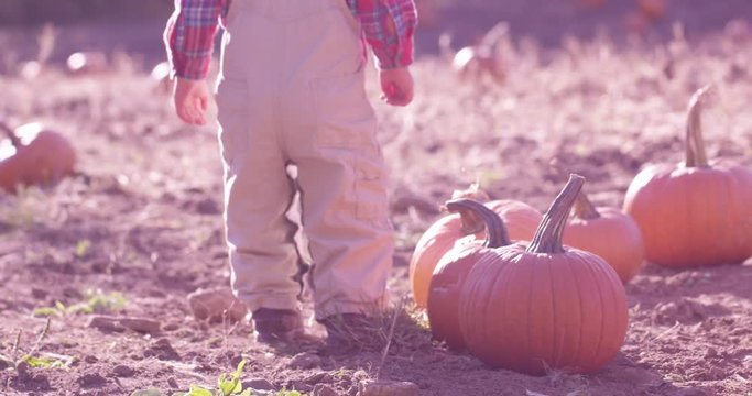 Toddler walking by pumpkins in pumpkin patch