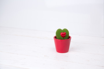 Heart shaped plant with red heart