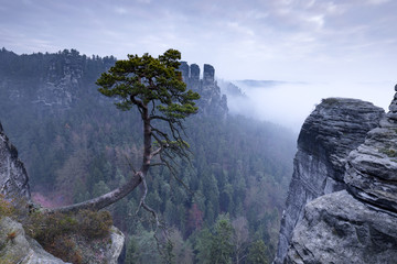 Alte Kiefer am Felsen in der Sächsischen Schweiz