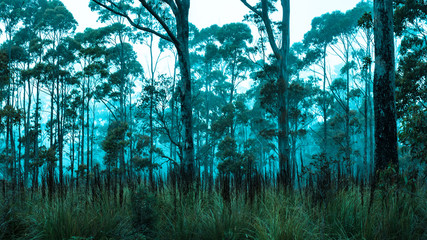 foggy rainforest