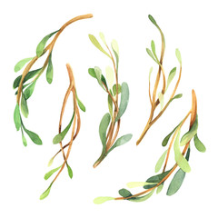Watercolor green set of green branch, leaves isolated on white background