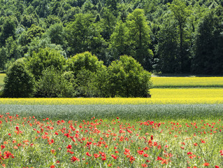 Obraz premium Poppies , Rape field and Wheat field in Springtime