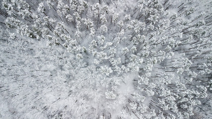 View of the snow-covered pines in the forest, top view