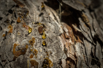 pine resin drop on tree bark, macro detail closeup crystallized