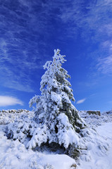 Paisaje nevado con &aacute;rbol