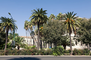 view of spanish street with palms and buildings under blue sky