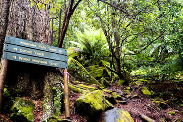 trail in Tasmania