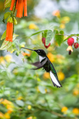 Hummingbird(Trochilidae)Flying gemsMountain bright animal from Panama. Detail portrait.