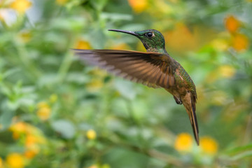 Hummingbird(Trochilidae)Flying gemsMountain bright animal from Panama. Detail portrait.