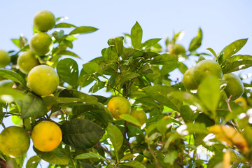 green and orange mandarins on tree branches