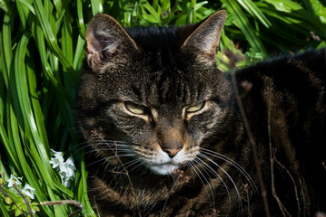 Portrait of cat in flowers spring
