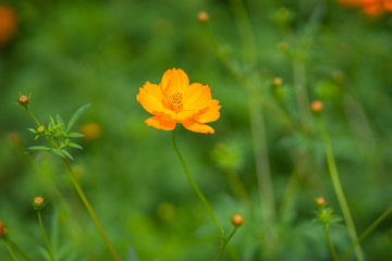 Obraz premium Orange Cosmos Flower. Closeup Wild Meadow Flowers in a Grassland with Green Background.