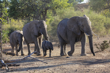 Fototapeta na wymiar elephant herd in the wild in Botswana
