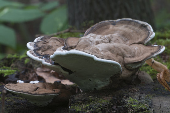 Ganoderma australe mushroom