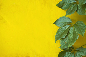 green leaves on yellow metal wall background
