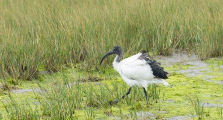 Ibis walking through reeds on edge of lagoon