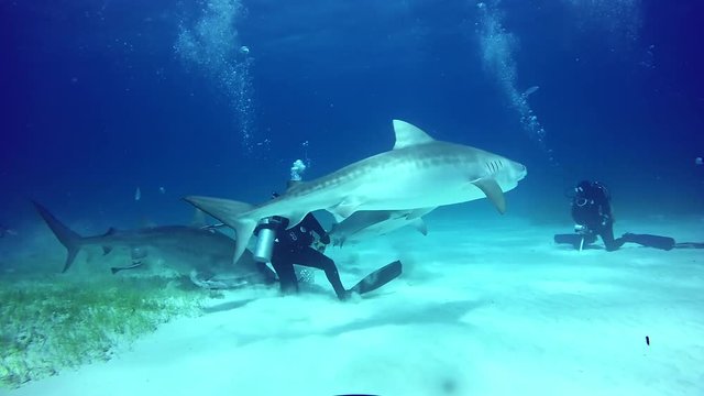 Diver holding a shark's nose underwater on sandy bottom of Atlantic Ocean. Extreme scuba diving. Swimming with a predator. Unique video.